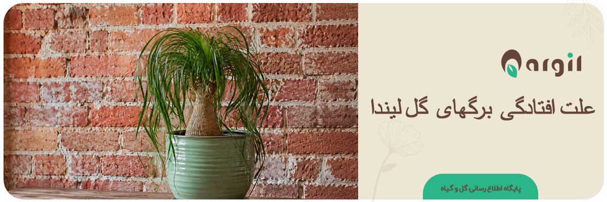 علت افتادگی برگهای گل لیندا + علائم و درمان 